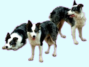 Mogwaï